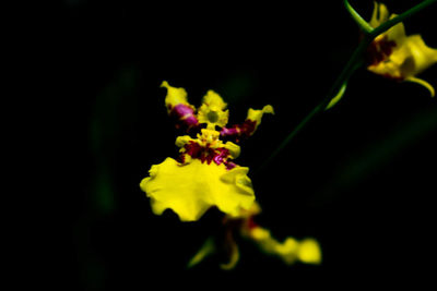 Close-up of yellow flower