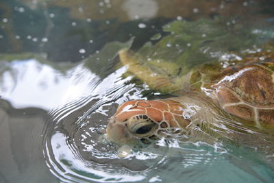 Close-up of turtle swimming in sea