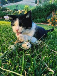 Close-up of cat on field