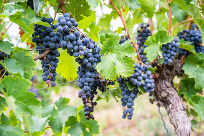 Close-up of grapes growing on tree