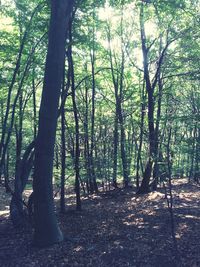 Trees in forest