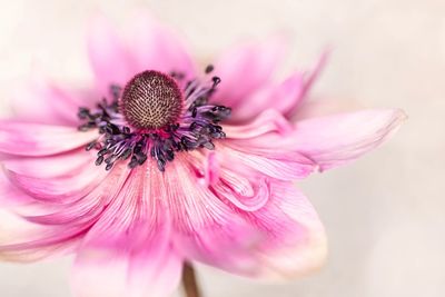 Close-up of pink flower