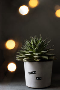 Close-up of illuminated potted plant on table