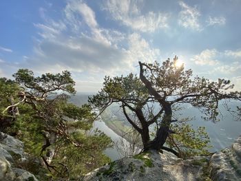 Low angle view of trees against sky