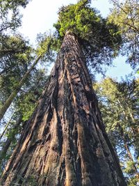 Low angle view of trees in forest against sky