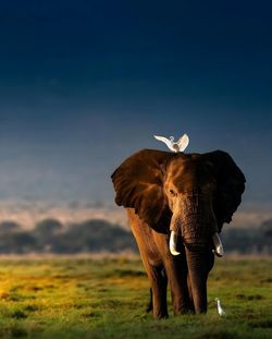 Elephants drinking water