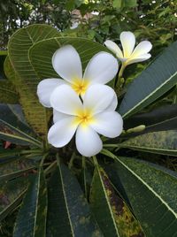 Close-up of white flowers blooming outdoors