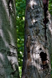 Close-up of tree trunk