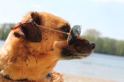 Close-up of dog with sunglasses against sky