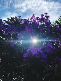 Low angle view of sunlight streaming through tree