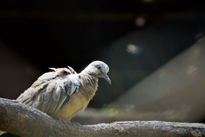 Close-up of bird perching