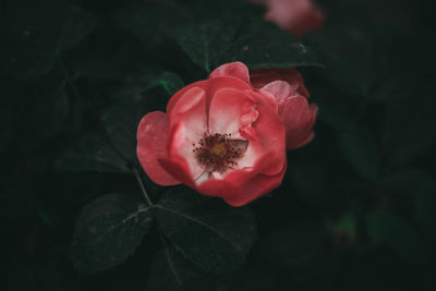 Close-up of pink rose flower