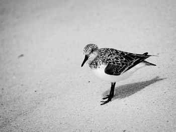 Close-up of a bird