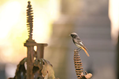 Close-up of bird