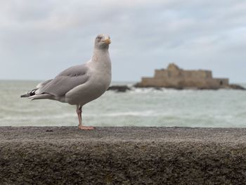 Seagull perching on a beach