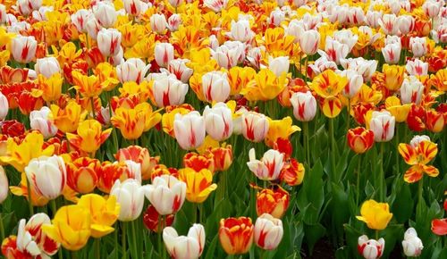 Close-up of multi colored flowers blooming in field