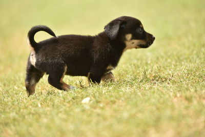 Black dog running on field