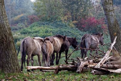 Konik horses on field