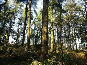 Low angle view of trees in forest