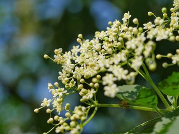 Close-up of white flowering plant in bloom 