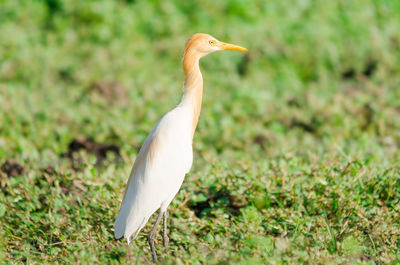 Close-up of a bird on field