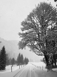 tree