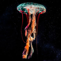 Close-up of jellyfish against black background