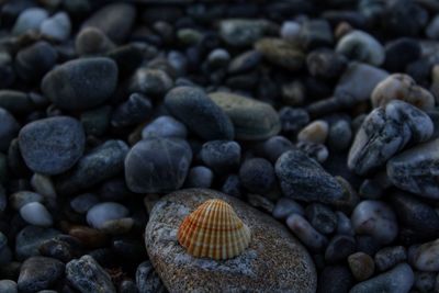 Close-up of shells on rock