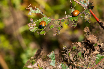 Pests, orange beetles eat plants bare