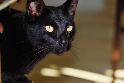 Close-up of black cat