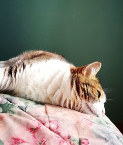 Cat sleeping on bed