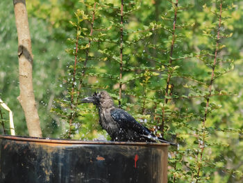 Bird perching on a tree