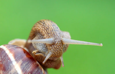 Close-up of insect on leaf