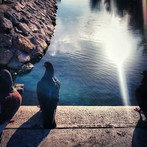 View of bird perching on rock against lake