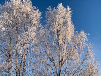 Low angle view of bare tree against clear blue sky