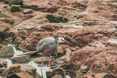 High angle view of bird standing at shore