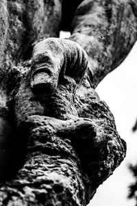 Close-up of tree trunk