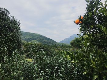 View of plants on mountain against sky