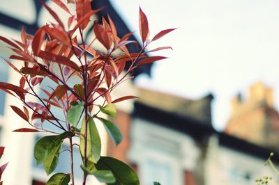 Close-up of plant against building
