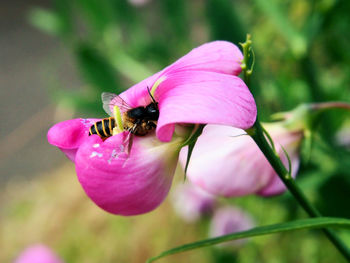 Close-up of insect pollinating on pink flower