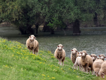 Sheep standing on the grass on the river bank grazing