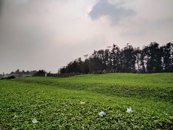 Scenic view of field against sky