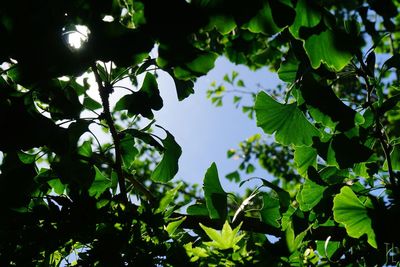 Low angle view of tree against sky