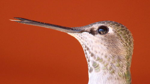 Close-up of hummingbird against orange background