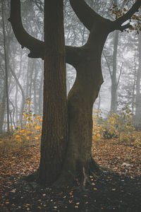 Trees growing in forest during autumn