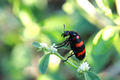 Close-up of bug pollinating on flower