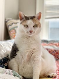 Cat relaxing on bed at home