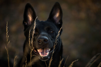 Portrait of black dog in field