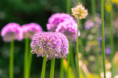 Close-up of purple flowering plant in field