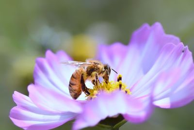 Close-up of bee pollinating on purple flower